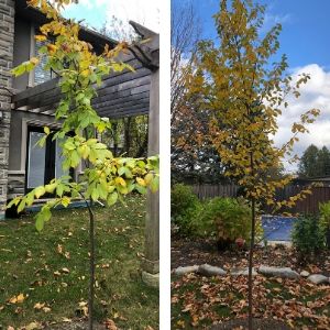 Side-by-side of American elm and paper birch
