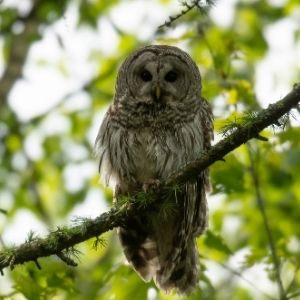 Barn owl on a branch