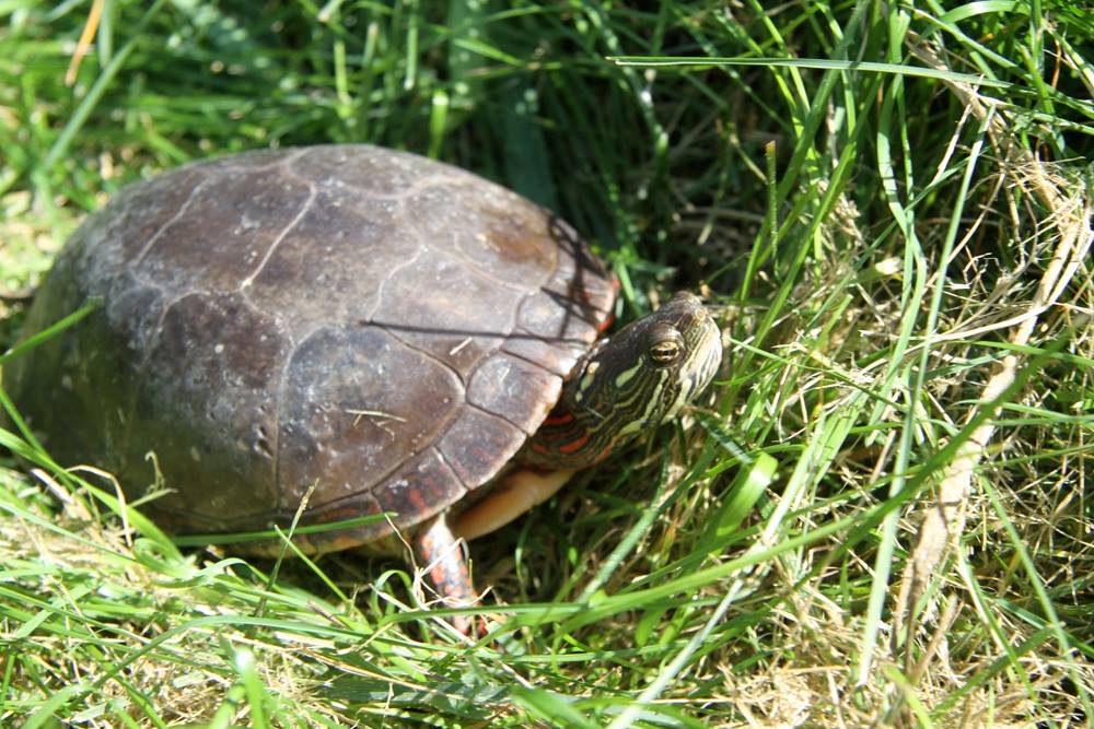 Save the Spotted Turtle