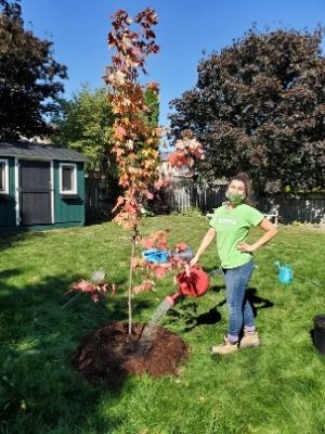 Adriana watering a maple freeman tree