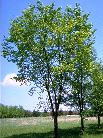 American Elm Form