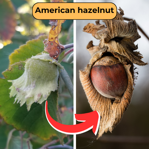 Hazelnut fruit and mature nut