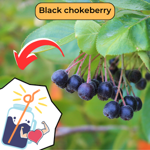 Image of black chokeberry fruit and illustration of a jar of juice