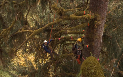 Scientists in the trees