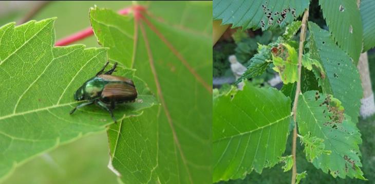 Japanese beetle and leaf damage