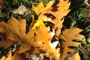 Dried bur oak leaves on the ground