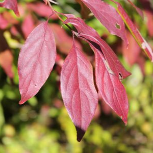 Purple-ish, dark red-ish grey dogwood leaves