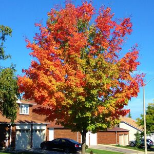 Sugar maple street tree starting to turn colours