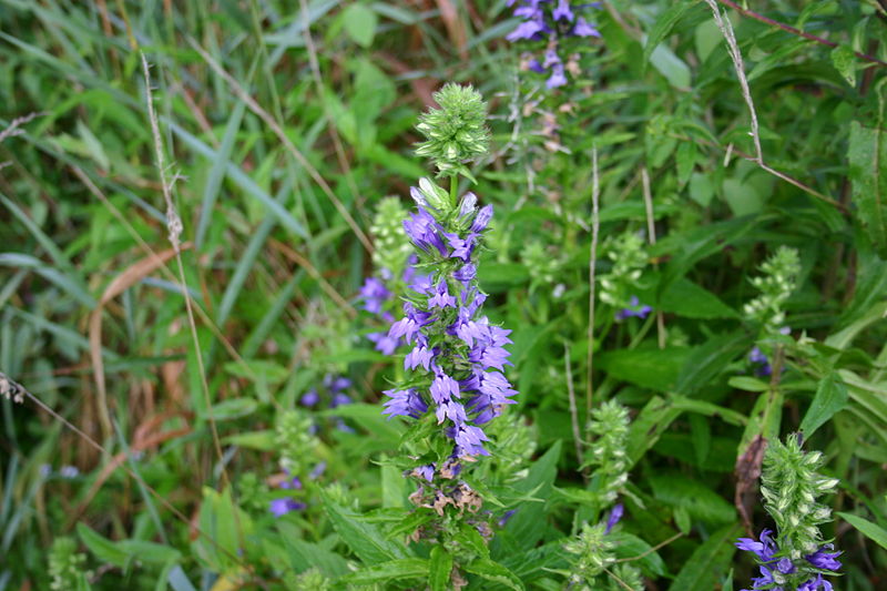 Native understorey perennials