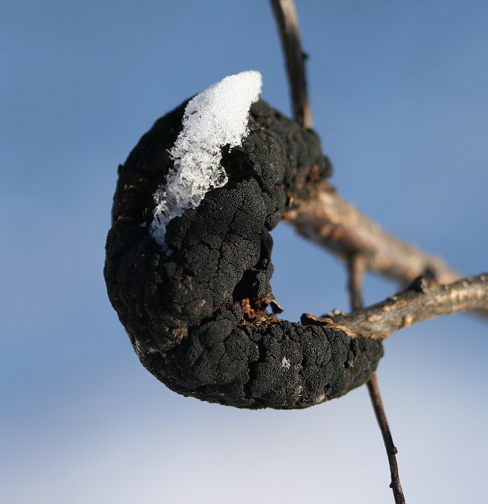 Branch affected by black knot