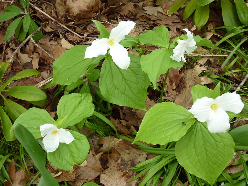 Trillium