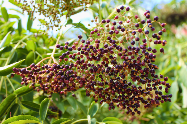 common elderberry fruit