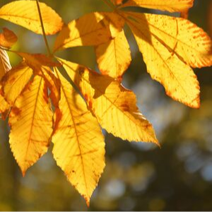 Golden Ohio buckeye leaves