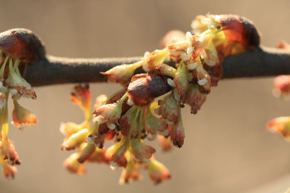 American Elm Flowers