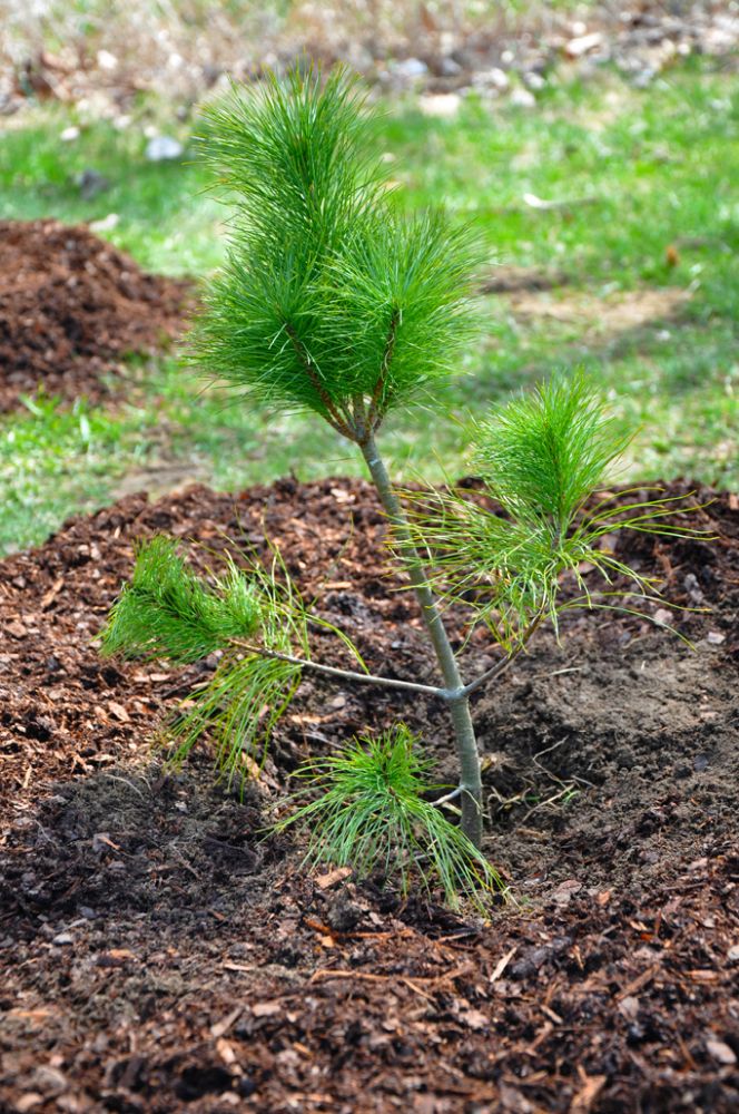 Newly planted pine tree