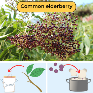 Image of Elderberry fruit and illustration of how to use in cooking