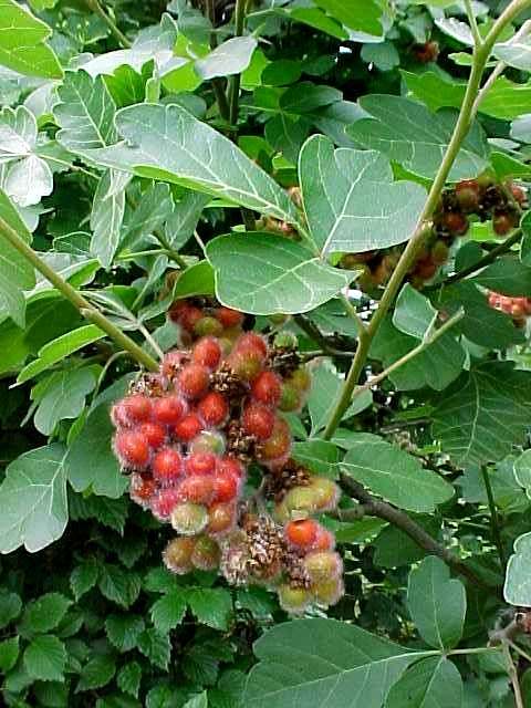 Fragrant Sumac