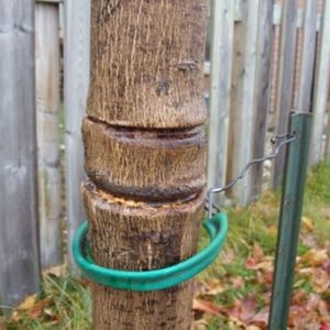clear girdling around a tree trunk after removing ties