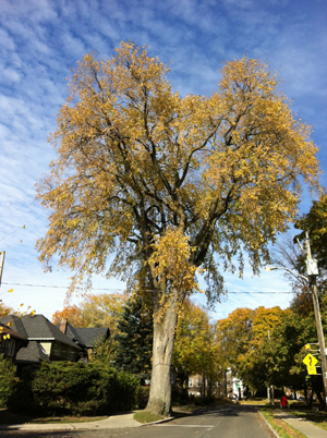 American Elm