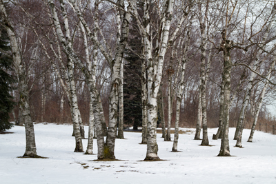 Birch tree stand