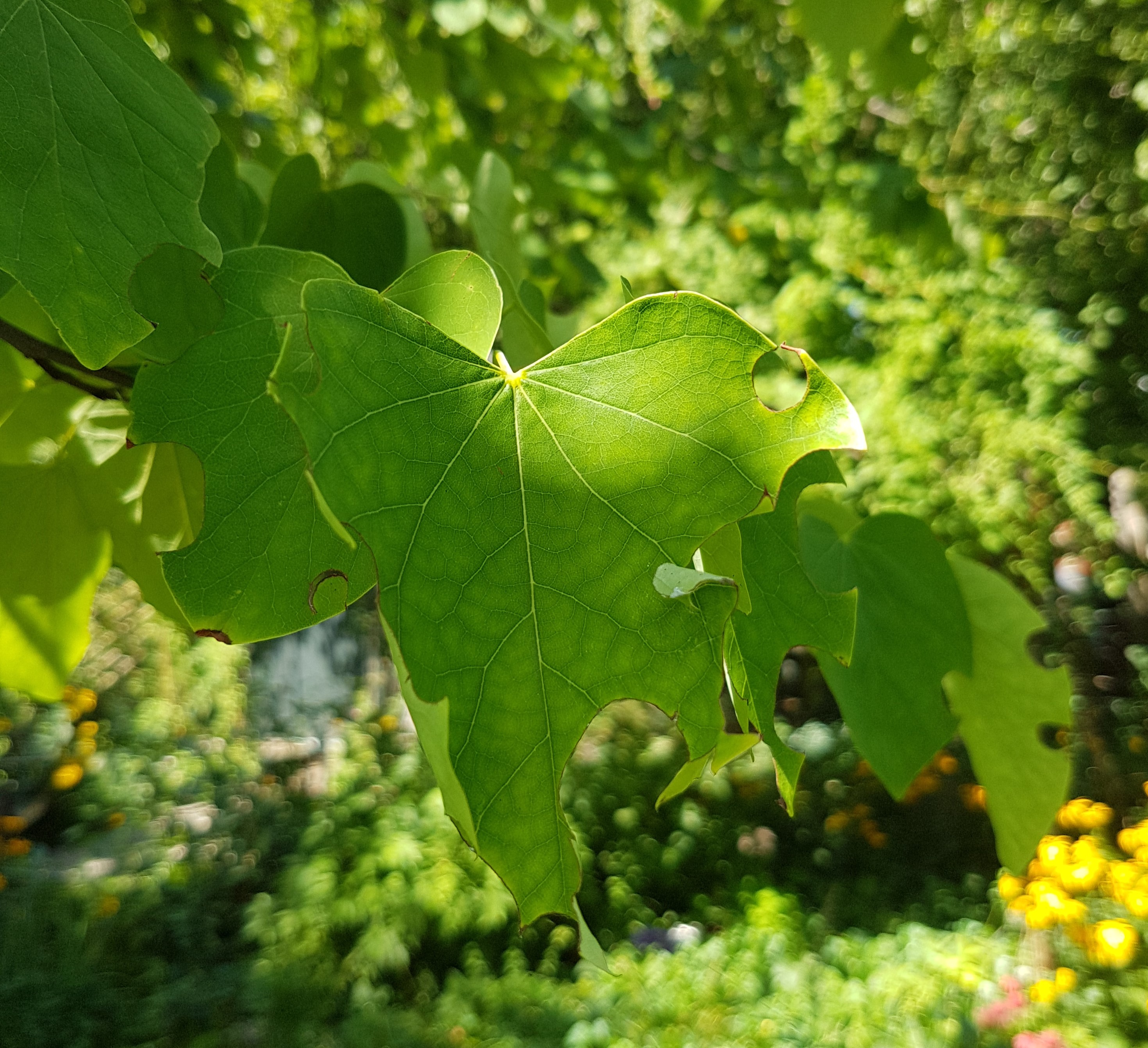 eastern redbud damaged by leafcutter bee