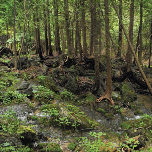 Cedar highlands on the Bruce Trail