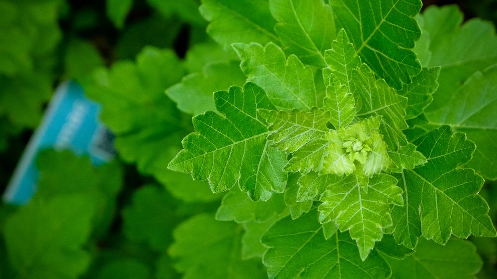 Fragrant Sumac