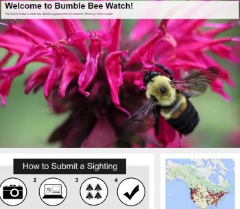 join the Great Canadian Bumble Bee Watch