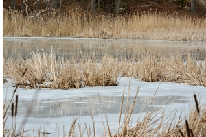 Pond frozen over