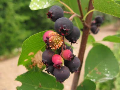 Serviceberry with quince rust