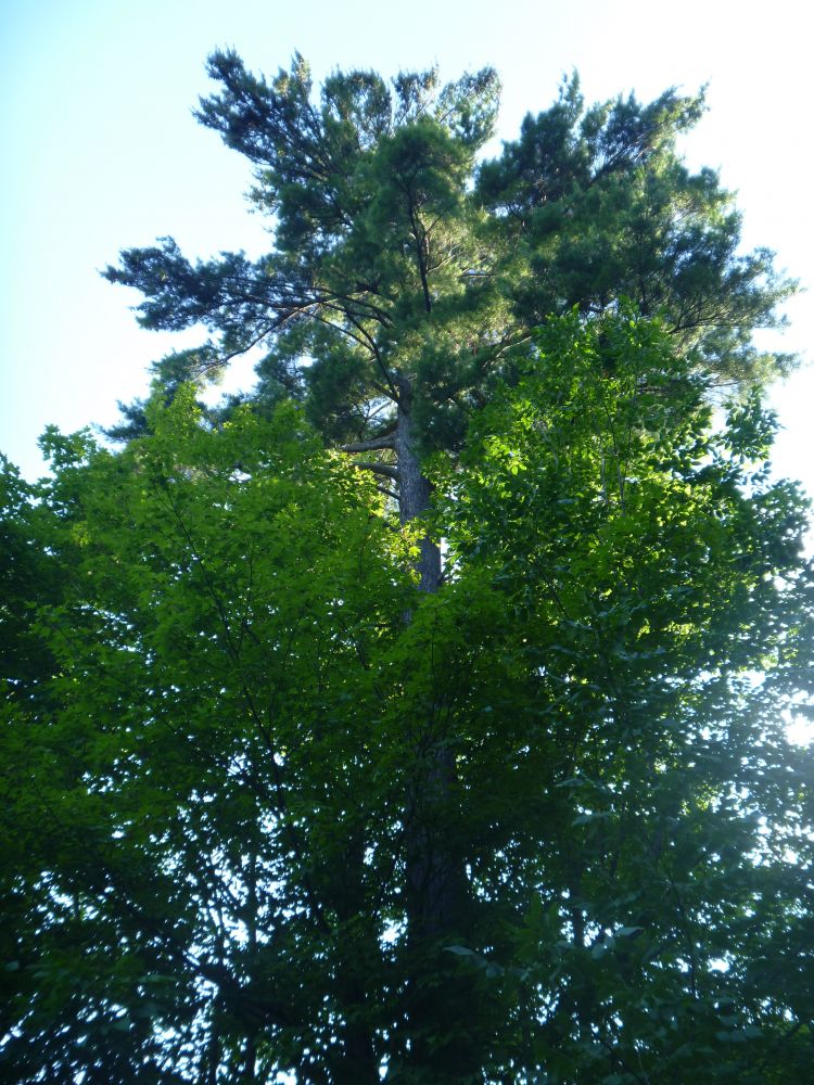 Morningside Tree Tour White Pine