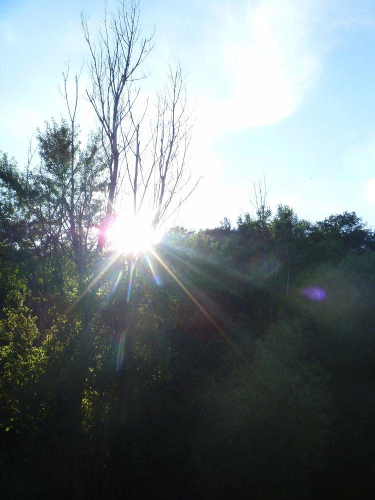 Ash tree in decline