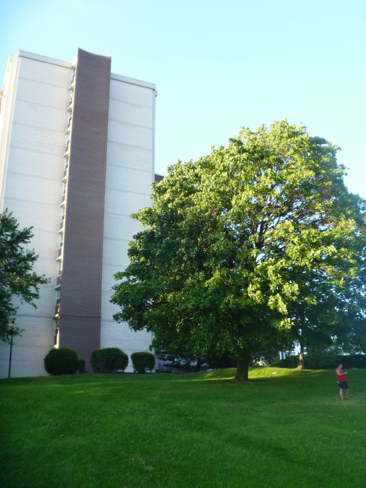 Norway Maple