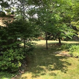 Backyard shaded by trees