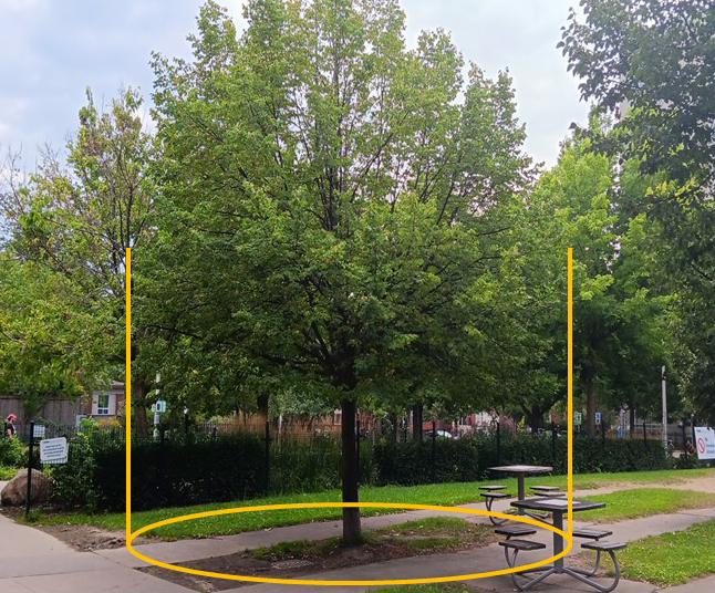 A tree with surrounded by hard surfaces, illustrated by a yellow circle
