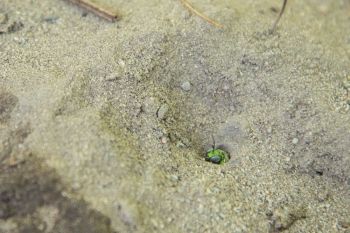 Agapostemon bee pokes its head out of its nest - a hole in a sandy patch of ground