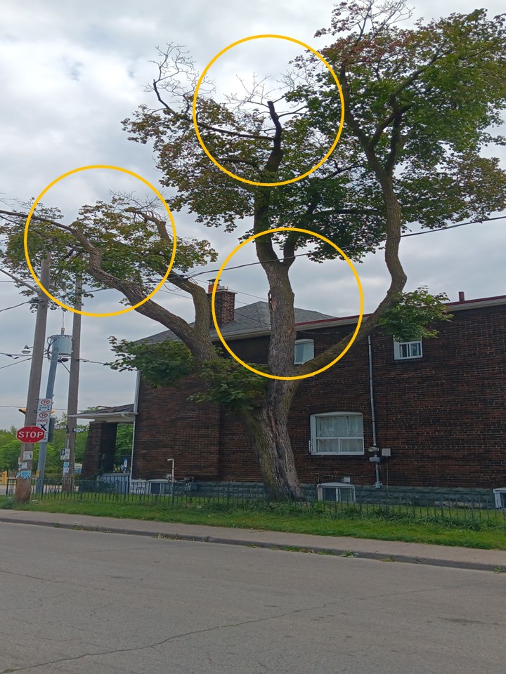 An urban tree with defoliation along multiple large branches illustrated inside the yellow circles