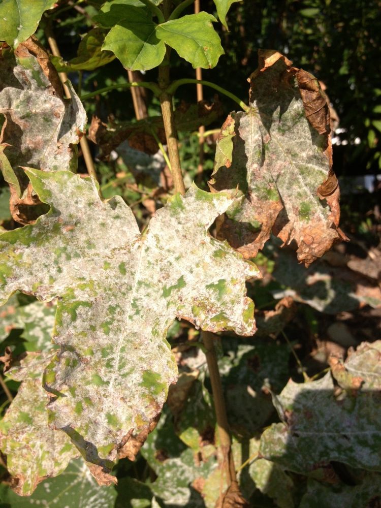 Powdery Mildew