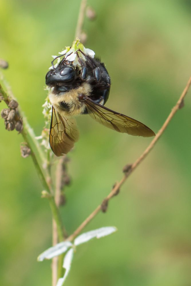 Carpenter Bee top view