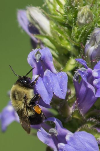 Bumble bee on Lobelia