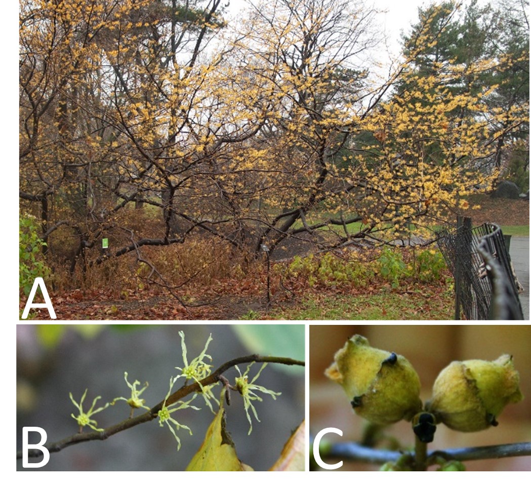 Trees in Winter: Identification by Overall Shape