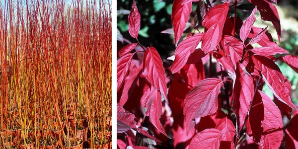 Red Osier Dogwood winter stems (left) and fall leaves (right)
