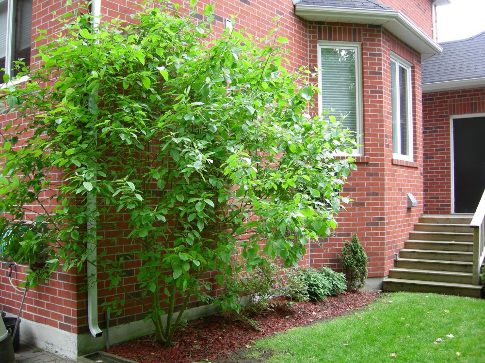 Red osier dogwood