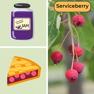 Image of serviceberry fruit and illustrations of a jar of jam and a slice of pie