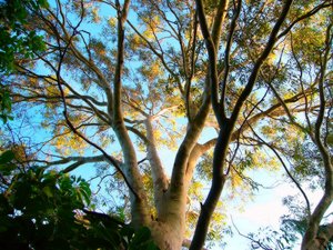 Árbol De Sombra