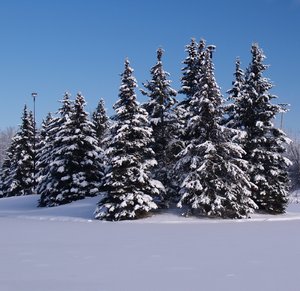 Windbreak trees