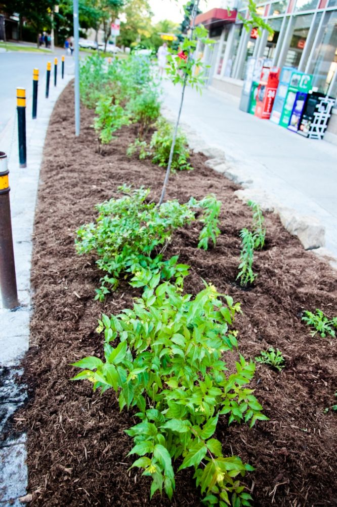 Spadina subway station garden