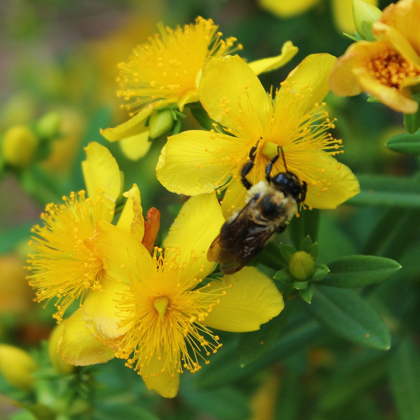 St. John’s wort flowers and foliage