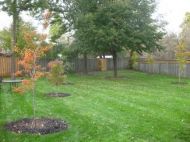 Native trees planted in a Toronto yard