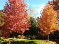 Two large Freeman maples with fall leaves